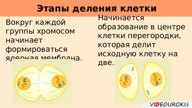     Этапы деления клетки Начинается образование в центре клетки перегородки, которая делит исходную клетку на две. Вокруг каждой группы хромосом начинает формироваться ядерная мембрана. 