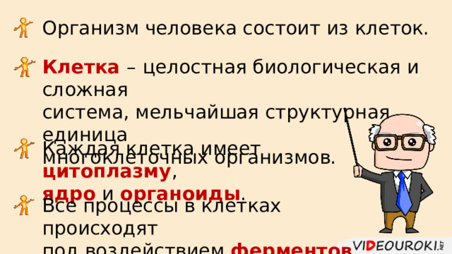 Организм человека состоит из клеток. Клетка – целостная биологическая и сложная система, мельчайшая структурная единица многоклеточных организмов. Каждая клетка имеет цитоплазму , ядро и органоиды . Все процессы в клетках происходят под воздействием ферментов . 