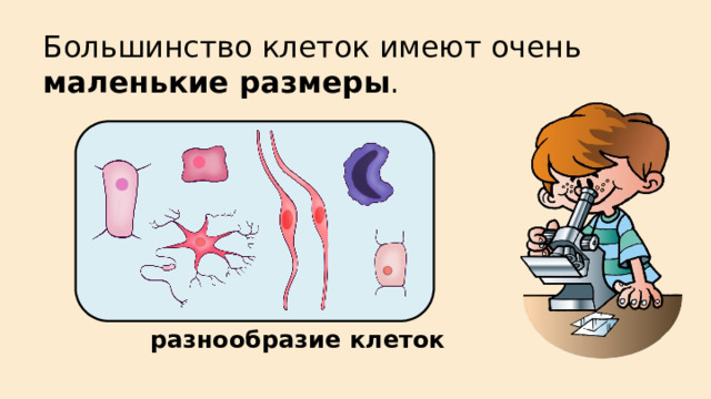 Большинство клеток имеют очень маленькие размеры . разнообразие клеток 