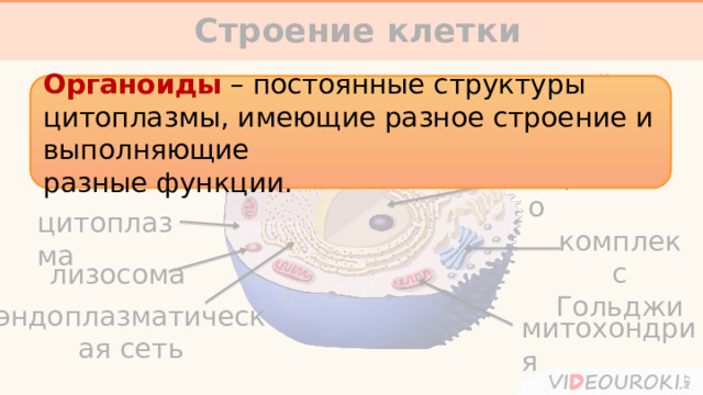 Строение клетки     клеточный центр цитоплазматическая мембрана Органоиды – постоянные структуры цитоплазмы, имеющие разное строение и выполняющие разные функции. рибосомы ядро цитоплазма комплекс Гольджи лизосома эндоплазматическая сеть митохондрия 