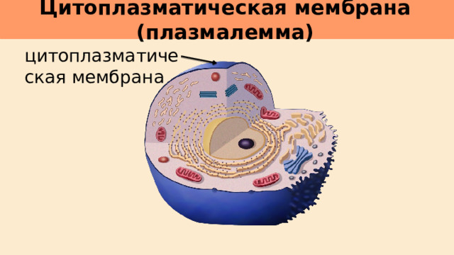 Цитоплазматическая мембрана (плазмалемма)     цитоплазматическая мембрана 