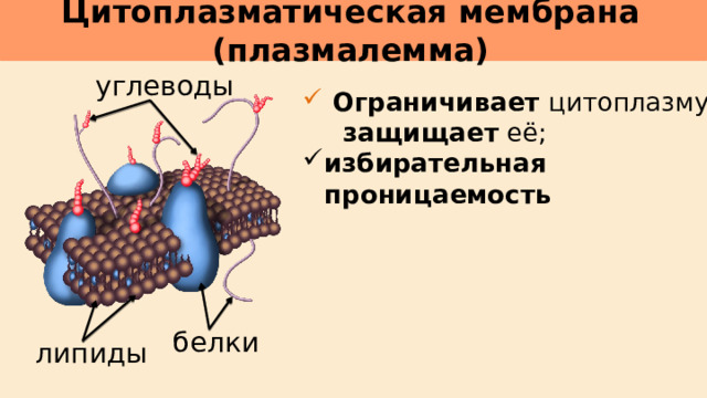 Цитоплазматическая мембрана (плазмалемма)     углеводы  Ограничивает цитоплазму и  защищает её; избирательная проницаемость белки липиды 