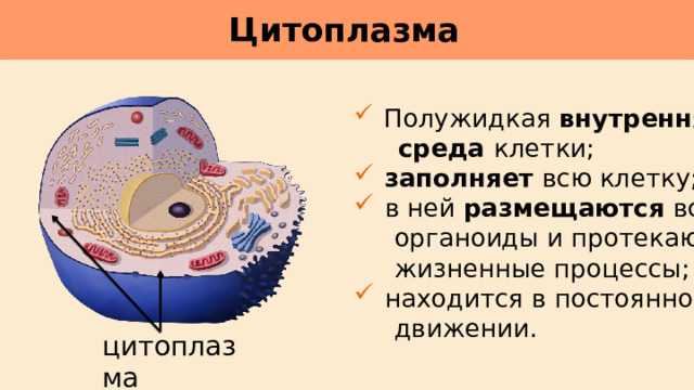 Цитоплазма      Полужидкая внутренняя  среда клетки;  заполняет всю клетку;  в ней размещаются все  органоиды и протекают  жизненные процессы;  находится в постоянном  движении. цитоплазма 