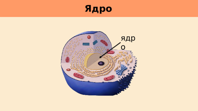 Ядро     ядро 