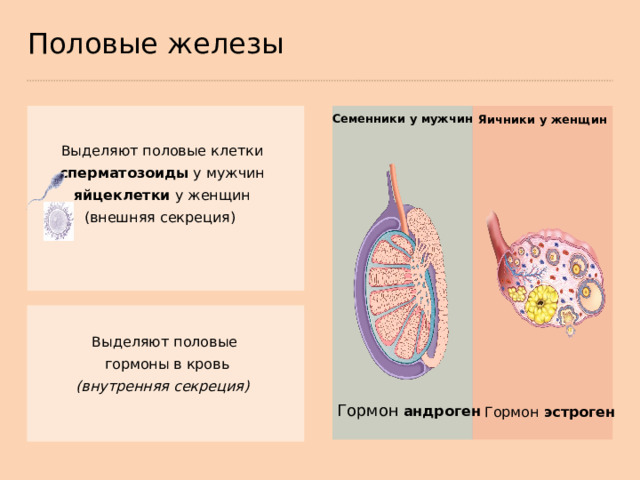 Половые железы Семенники у мужчин Яичники у женщин Выделяют половые клетки сперматозоиды у мужчин яйцеклетки у женщин (внешняя секреция) Выделяют половые гормоны в кровь (внутренняя секреция) Гормон  андроген Гормон эстроген  