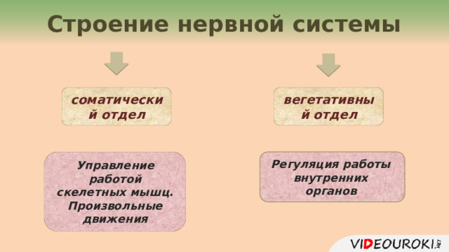 Строение нервной системы соматический отдел вегетативный отдел Управление работой скелетных мышц. Произвольные движения Регуляция работы внутренних органов 