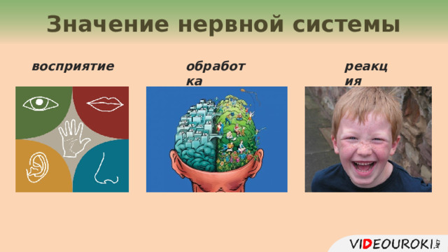 Значение нервной системы восприятие реакция обработка 11 
