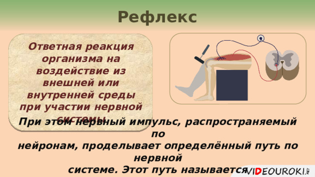 Рефлекс Ответная реакция организма на воздействие из внешней или внутренней среды при участии нервной системы При этом нервный импульс, распространяемый по нейронам, проделывает определённый путь по нервной системе. Этот путь называется рефлекторной дугой. 