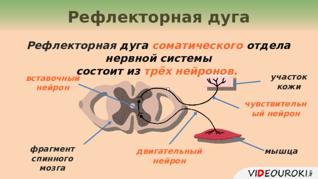Рефлекторная дуга Рефлекторная дуга соматического отдела нервной системы состоит из трёх нейронов. участок кожи вставочный нейрон чувствительный нейрон фрагмент спинного мозга мышца двигательный нейрон 11 
