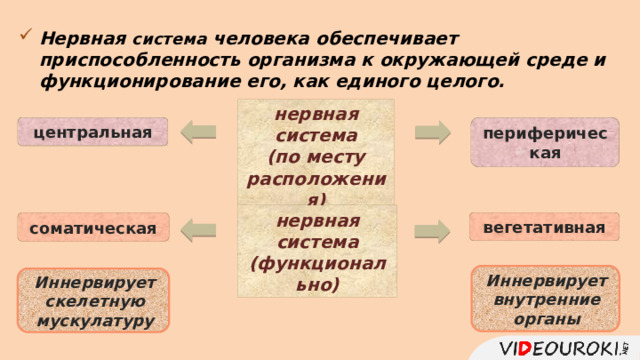 Нервная система человека обеспечивает приспособленность организма к окружающей среде и функционирование его, как единого целого. нервная система (по месту расположения) периферическая центральная нервная система (функционально) вегетативная соматическая Иннервирует внутренние органы Иннервирует скелетную мускулатуру 16 