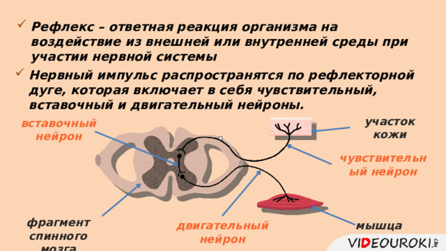 Рефлекс – ответная реакция организма на воздействие из внешней или внутренней среды при участии нервной системы Нервный импульс распространятся по рефлекторной дуге, которая включает в себя чувствительный, вставочный и двигательный нейроны. участок кожи вставочный нейрон чувствительный нейрон фрагмент спинного мозга мышца двигательный нейрон 16 