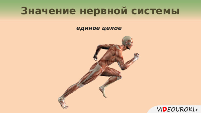 Значение нервной системы единое целое  