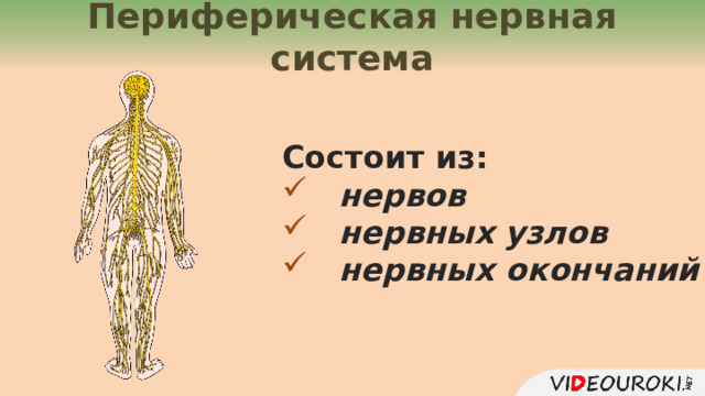 Периферическая нервная система Состоит из: нервов  нервных  узлов  нервных окончаний  