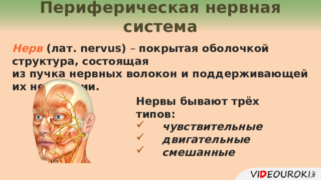 Периферическая нервная система Нерв (лат. nervus) – покрытая оболочкой структура, состоящая из пучка нервных волокон и поддерживающей их нейроглии. Нервы бывают трёх типов: чувствительные  двигательные смешанные  