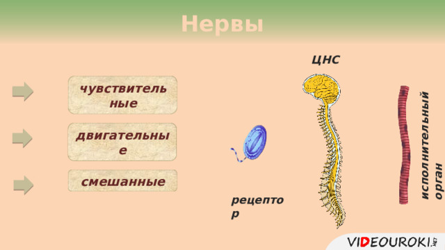 Нервы ЦНС чувствительные исполнительный орган двигательные смешанные рецептор  