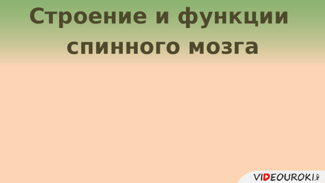 Строение и функции спинного мозга  