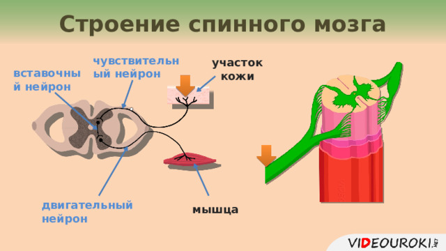 Строение спинного мозга чувствительный нейрон участок кожи вставочный нейрон двигательный нейрон мышца 11 