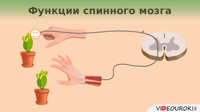 Функции спинного мозга 