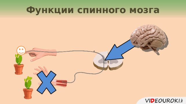Функции спинного мозга 