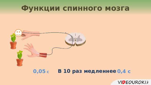 Функции спинного мозга В 10 раз медленнее 0,05 с 0,4 с 