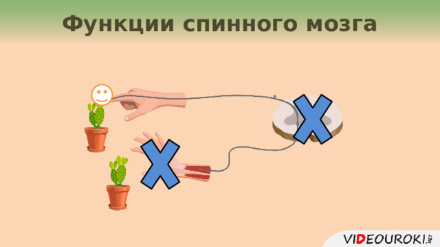 Функции спинного мозга 