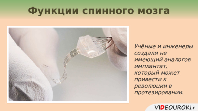 Функции спинного мозга Учёные и инженеры создали не имеющий аналогов имплантат, который может привести к революции в протезировании. 11 