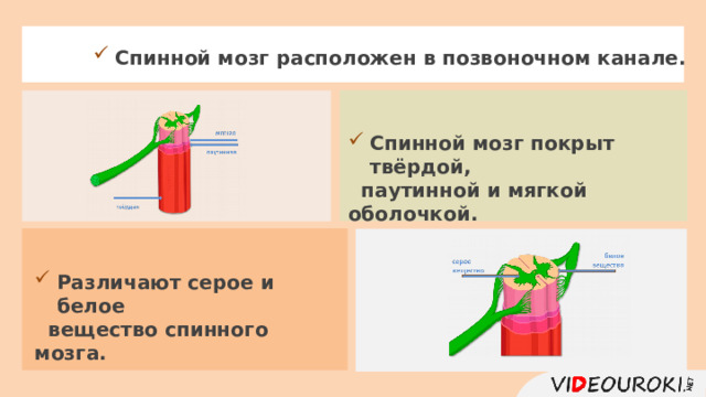 Спинной мозг расположен в позвоночном канале. Спинной мозг покрыт твёрдой,  паутинной и мягкой оболочкой. Различают серое и белое  вещество спинного мозга. 11 