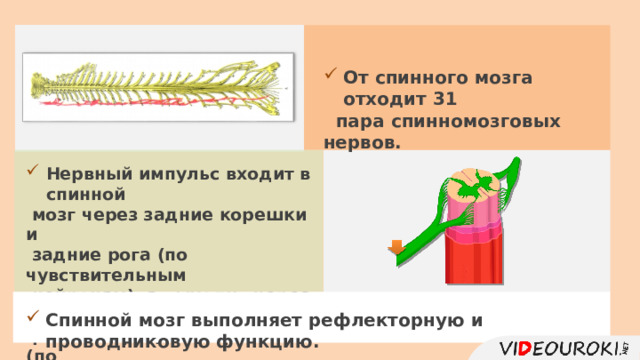 От спинного мозга отходит 31  пара спинномозговых нервов. Нервный импульс входит в спинной  мозг через задние корешки и  задние рога (по чувствительным  нейронам), а выходит через передние  рога и передние корешки (по  двигательным нейронам). Спинной мозг выполняет рефлекторную и проводниковую функцию. 11 
