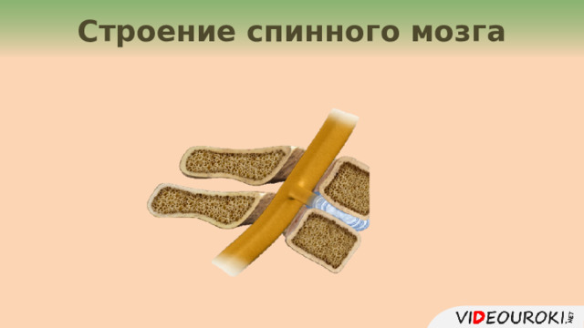 Строение спинного мозга  