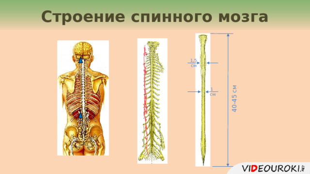 Строение спинного мозга 40-45 см 1,5  см 1 см 4 