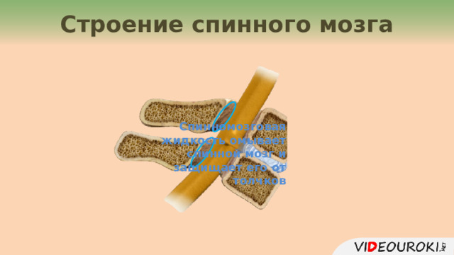 Строение спинного мозга Спинномозговая жидкость омывает спинной мозг и защищает его от толчков 4 