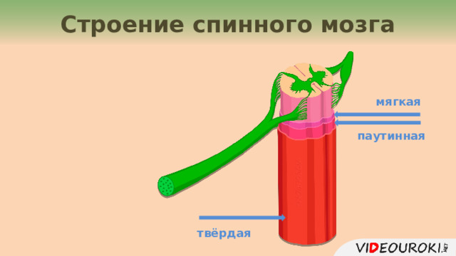 Строение спинного мозга мягкая паутинная твёрдая 4 