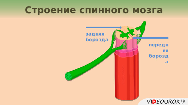 Строение спинного мозга задняя  борозда передняя  борозда 4 