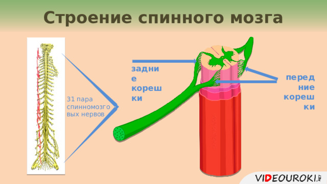 Строение спинного мозга задние корешки передние корешки 31 пара спинномозговых нервов 4 