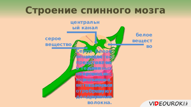 Строение спинного мозга центральный канал белое вещество серое вещество Серое вещество представлено телами нейронов и короткими ветвящимися отростками – дендритами. Белое вещество состоит из длинных неветвящихся аксонов, которые образуют нервные волокна. 4 