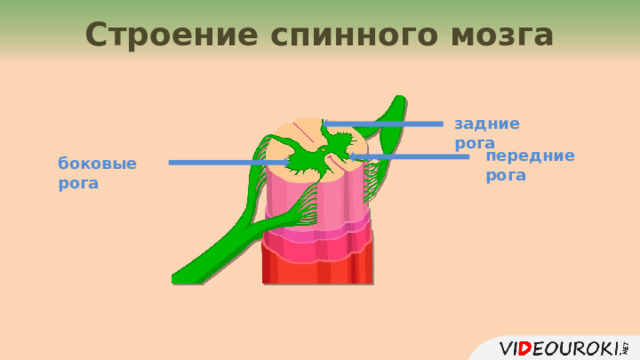 Строение спинного мозга задние рога передние рога боковые рога 4 