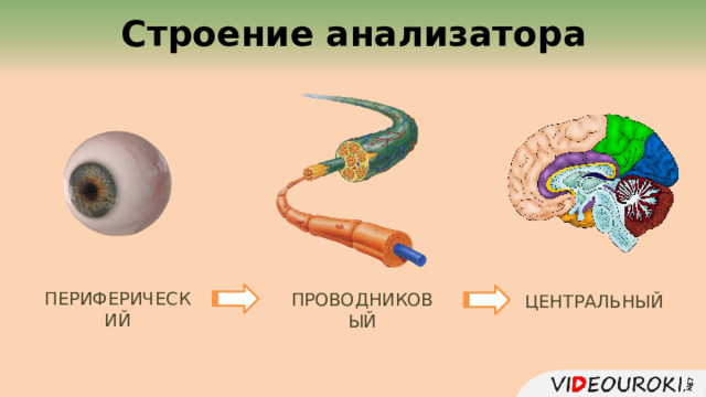  Строение анализатора ПЕРИФЕРИЧЕСКИЙ ПРОВОДНИКОВЫЙ ЦЕНТРАЛЬНЫЙ  