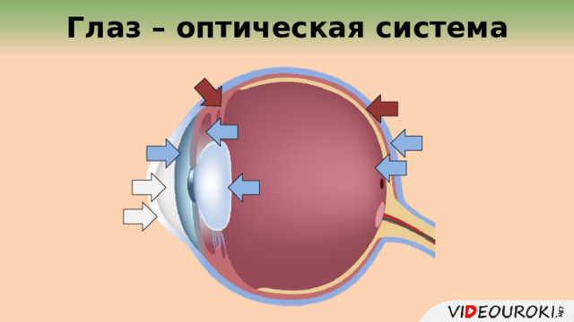  Глаз – оптическая система  