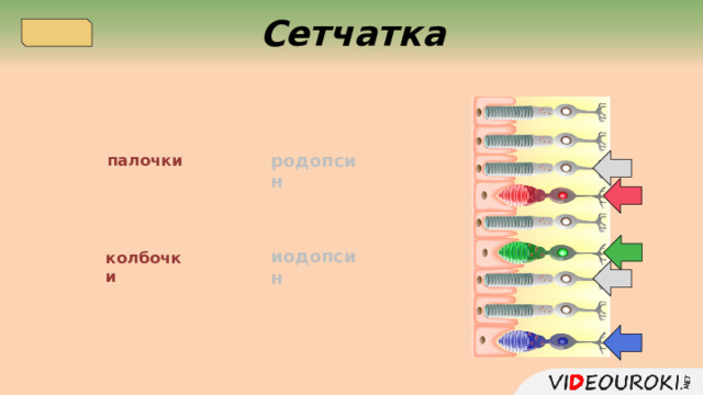  Сетчатка родопсин палочки иодопсин колбочки  