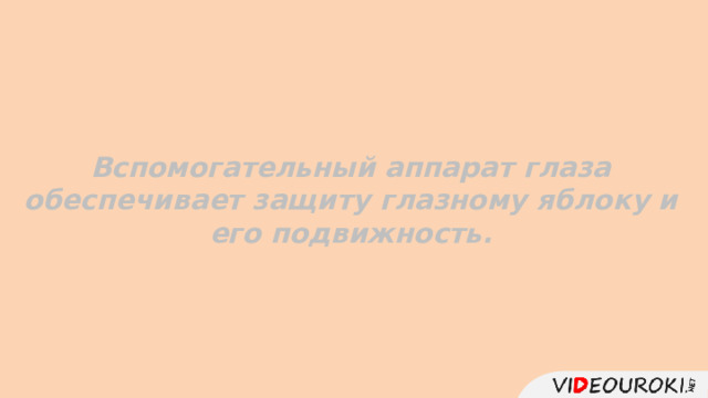 Вспомогательный аппарат глаза обеспечивает защиту глазному яблоку и его подвижность.  
