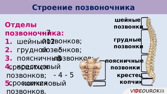 Строение позвоночника шейные позвонки Отделы позвоночника:  шейный  грудной  поясничный  крестцовый 5. копчиковый - 7 позвонков; грудные позвонки - 12 позвонков; - 5 позвонков; - 5 поясничные позвонки  сросшихся позвонков; - 4 - 5 крестец копчик  сросшихся позвонков. 