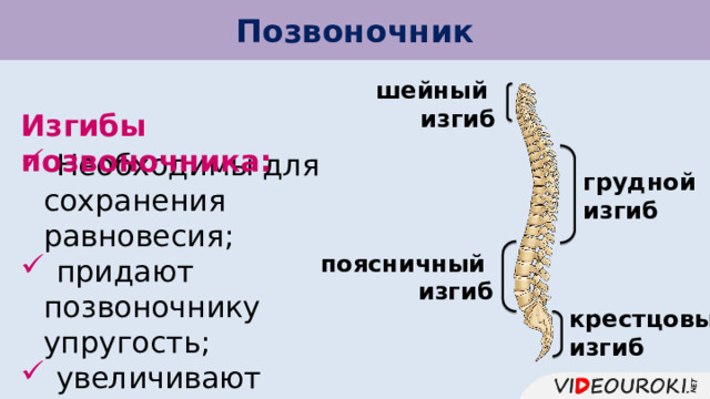 Позвоночник шейный изгиб Изгибы позвоночника:  Необходимы для сохранения равновесия;  придают позвоночнику упругость;  увеличивают размеры грудной клетки. грудной изгиб поясничный изгиб крестцовый изгиб 