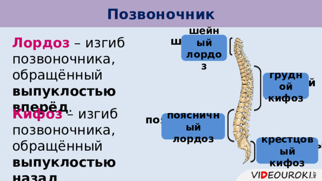 Позвоночник шейный Лордоз – изгиб позвоночника, обращённый выпуклостью вперёд . изгиб шейный лордоз грудной кифоз грудной изгиб Кифоз – изгиб позвоночника, обращённый выпуклостью назад . поясничный изгиб поясничный лордоз крестцовый изгиб крестцовый кифоз 