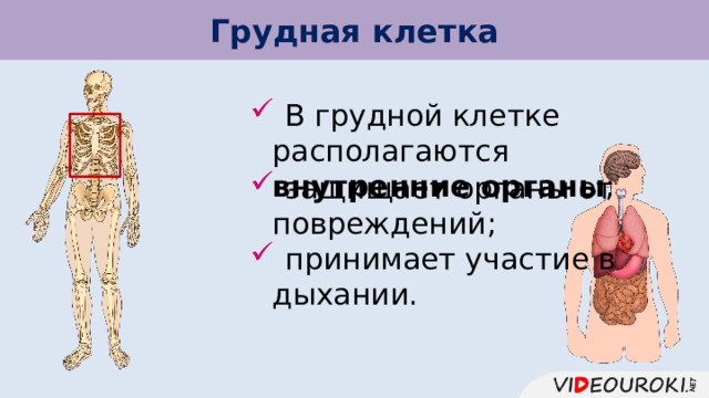 Грудная клетка  В грудной клетке располагаются внутренние органы ;  защищает органы от повреждений;  принимает участие в дыхании. 