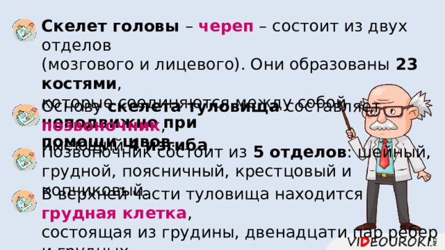 Скелет головы – череп – состоит из двух отделов (мозгового и лицевого). Они образованы 23 костями , которые соединяются между собой неподвижно  при помощи швов . Основу скелета туловища составляет позвоночник , имеющий 4 изгиба . Позвоночник состоит из 5 отделов : шейный, грудной, поясничный, крестцовый и копчиковый. В верхней части туловища находится грудная клетка , состоящая из грудины, двенадцати пар рёбер и грудных позвонков. 