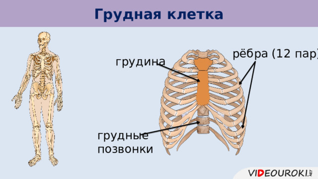 Грудная клетка рёбра (12 пар) грудина грудные позвонки 