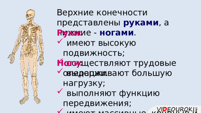 Верхние конечности представлены руками , а нижние - ногами . Руки:  имеют высокую подвижность;  осуществляют трудовые операции. Ноги:  выдерживают большую нагрузку;  выполняют функцию передвижения;  имеют массивные, крупные и устойчивые суставы. 