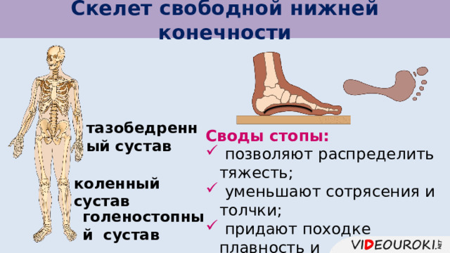 Скелет свободной нижней конечности тазобедренный сустав Своды стопы:  позволяют распределить тяжесть;  уменьшают сотрясения и толчки;  придают походке плавность и пружинистость. коленный сустав голеностопный сустав 