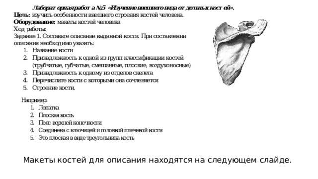 Макеты костей для описания находятся на следующем слайде. 