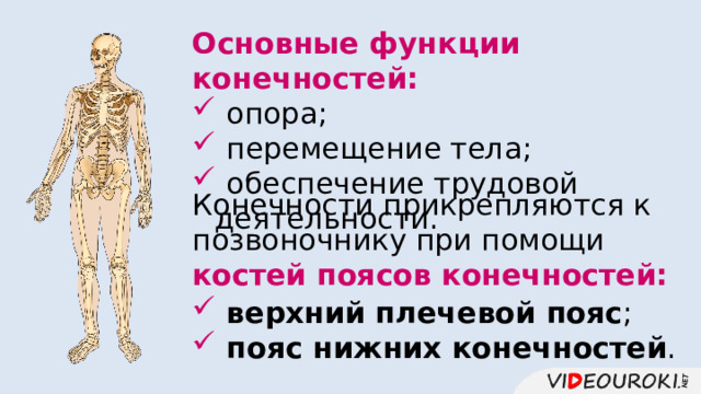 Основные функции конечностей:  опора;  перемещение тела;  обеспечение трудовой деятельности. Конечности прикрепляются к позвоночнику при помощи костей поясов конечностей:  верхний плечевой пояс ;  пояс нижних конечностей . 